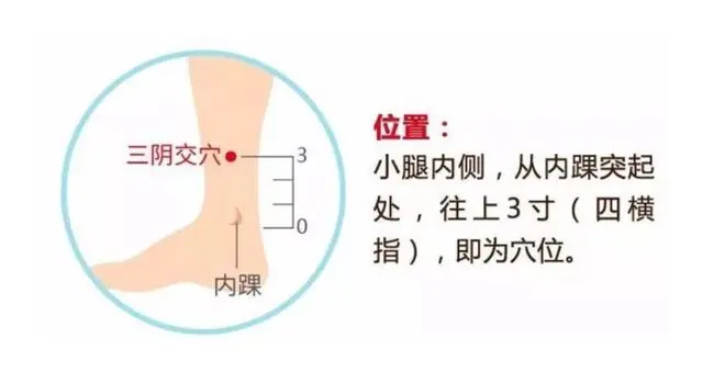 三阴交穴位图